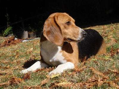 Hund tier niedlich eckzahn
 Foto