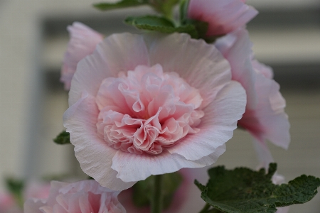 Foto Fiore pianta petalo rosa