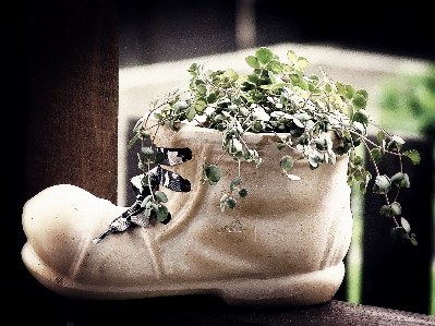 Shoe photography flower decoration Photo