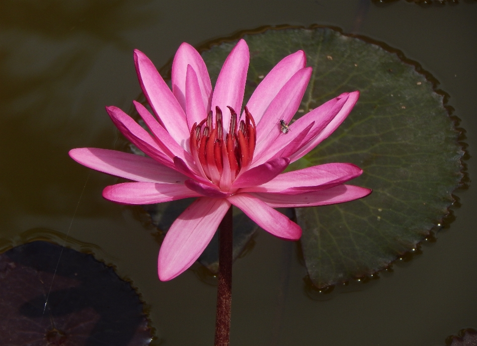 Acqua natura all'aperto fiore