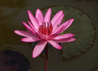 Water nature outdoor blossom Photo