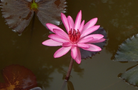 Water nature outdoor blossom Photo