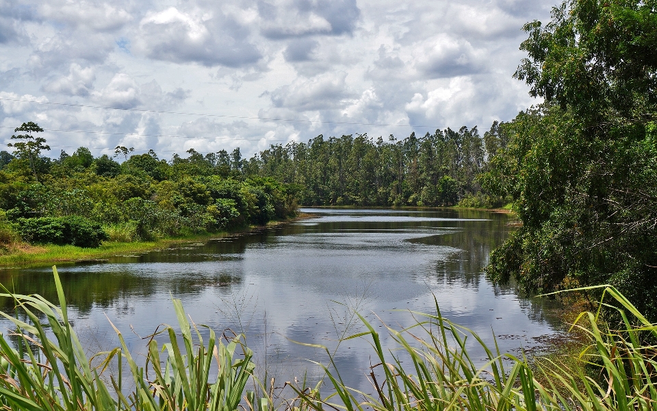 Paisagem árvore água natureza