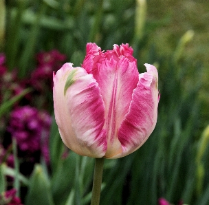 自然 花 植物 花弁 写真