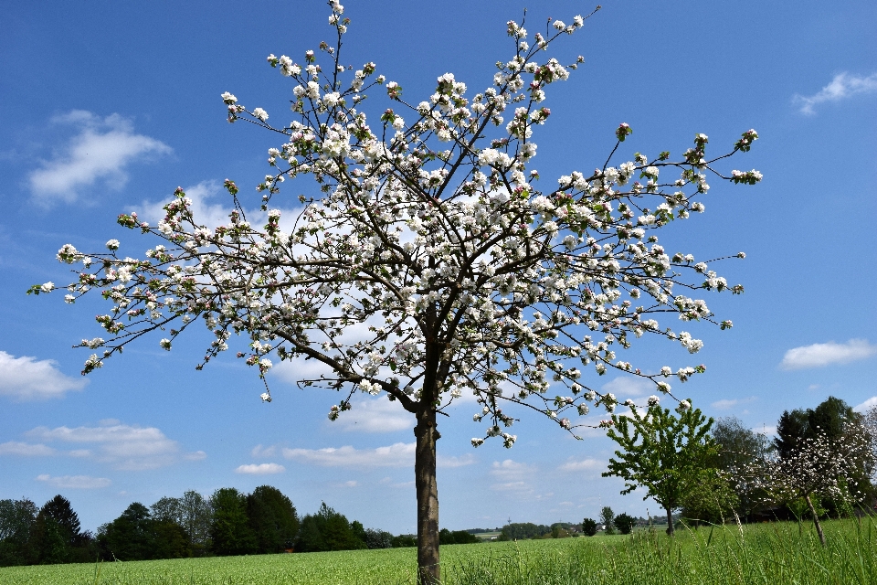 Baum zweig blüte anlage