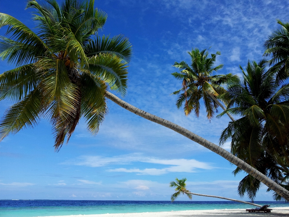 Praia mar costa árvore