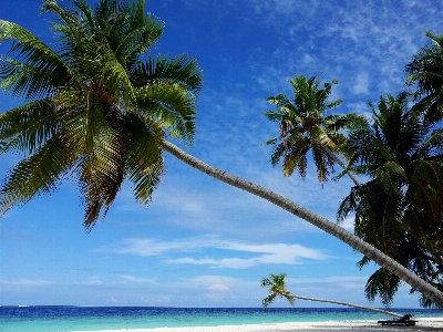 Beach sea coast tree Photo