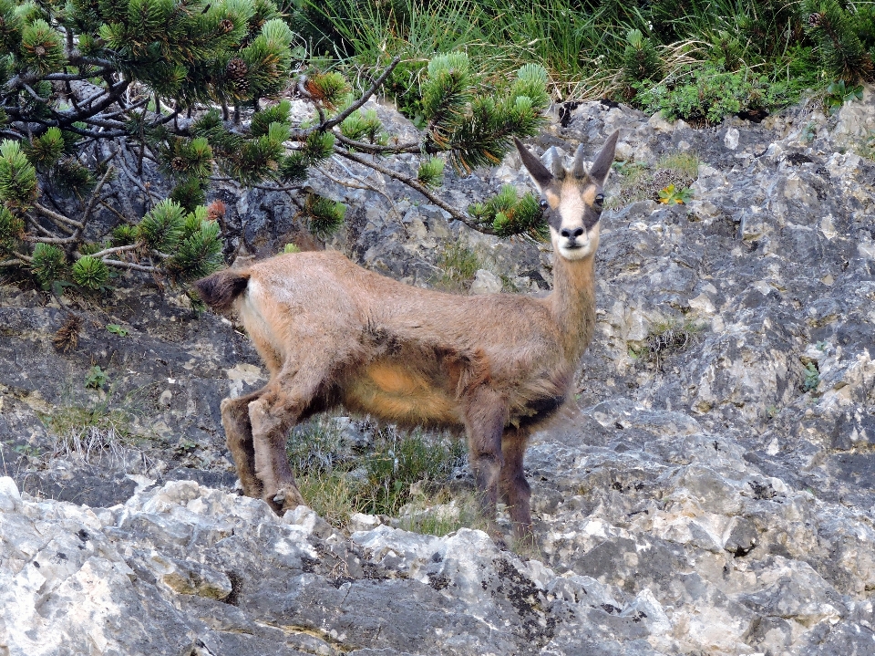 Nature rock mountain animal