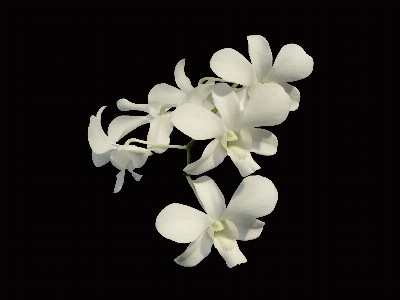 花 植物 白 花弁 写真