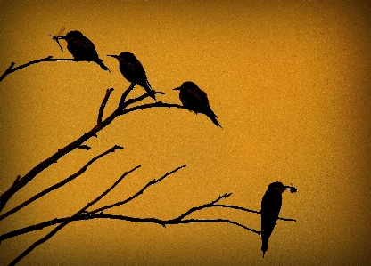 Branch silhouette bird wing Photo