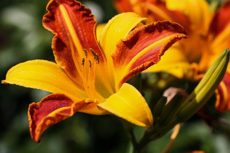 Blossom plant leaf flower Photo