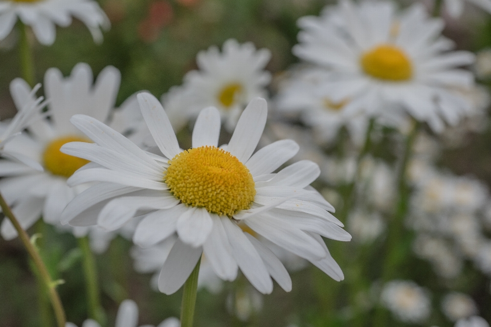 Natureza florescer plantar branco