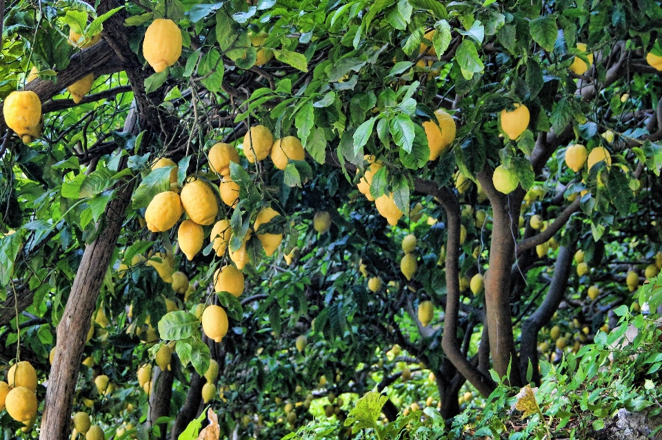 Baum zweig anlage frucht