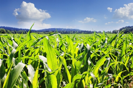 Grass field meadow prairie Photo