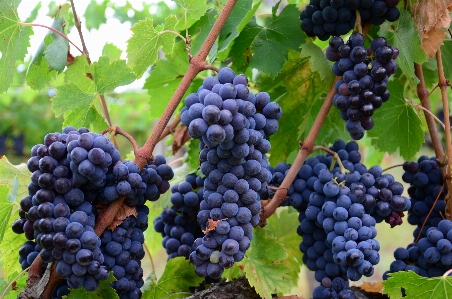 Plant grape vine wine Photo