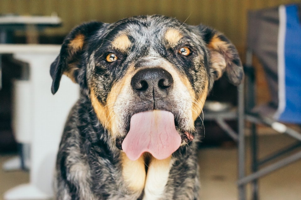 Hund tier niedlich eckzahn
