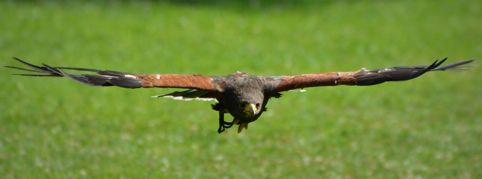 Rama pájaro ala volar