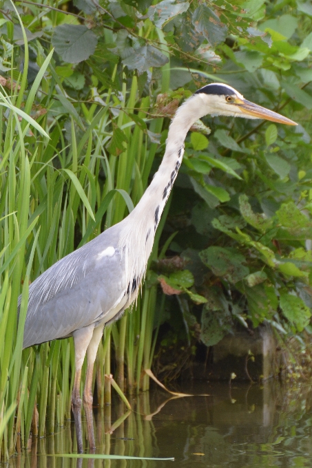 Burung margasatwa paruh fauna