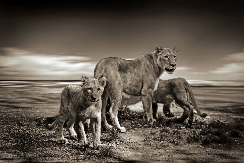 Bianco e nero
 cielo animale viaggio