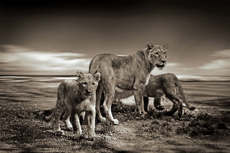 Foto Bianco e nero
 cielo animale viaggio