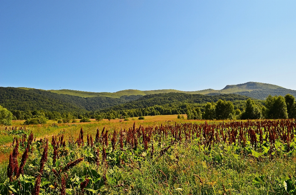 Paesaggio albero natura foresta