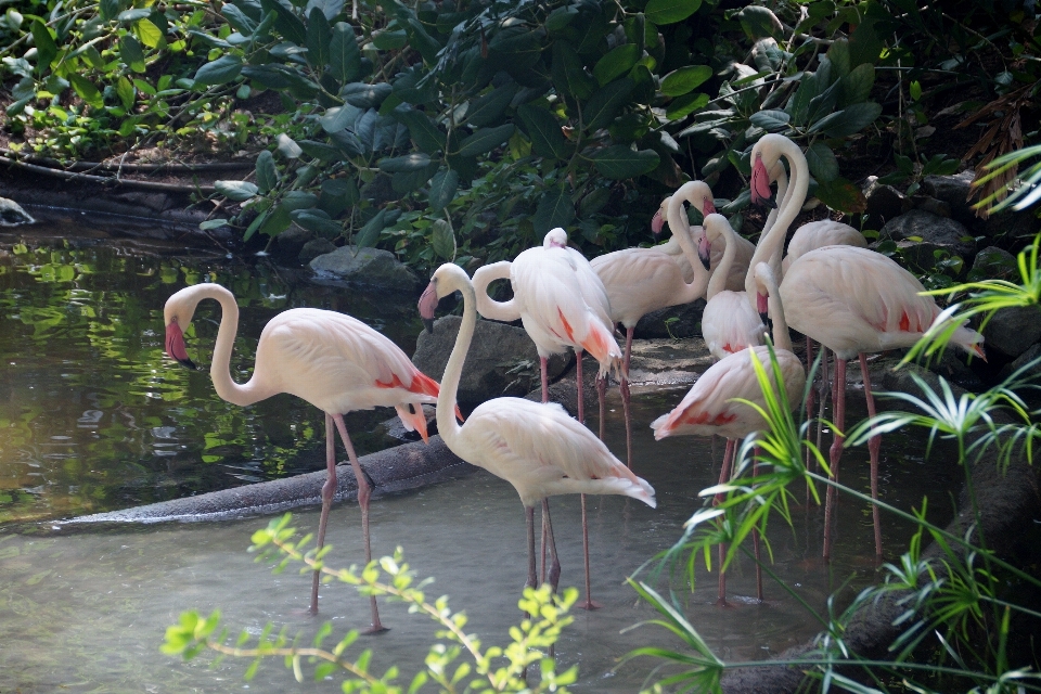 鳥 野生動物 動物園 密林