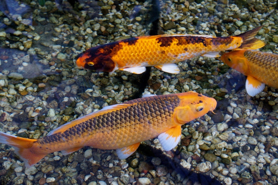 Peixe fauna peixinho dourado
 koi
