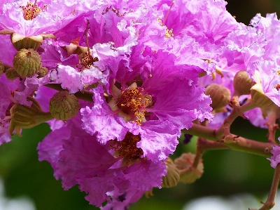 Branch blossom plant flower Photo