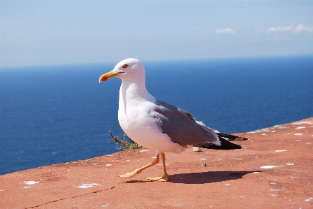 Foto Laut burung laut
 camar