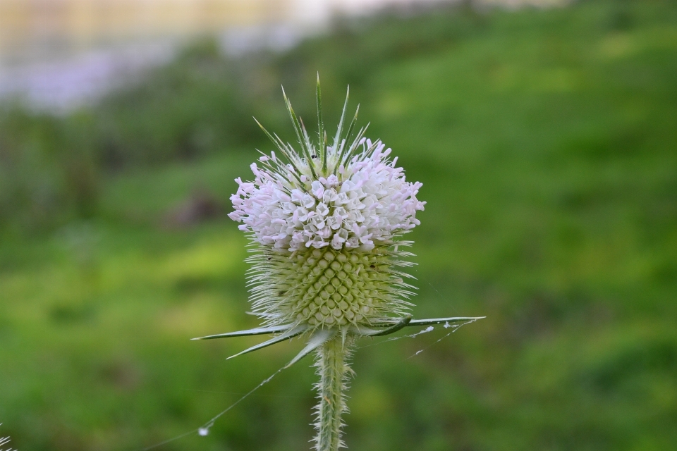 Natur gras anlage wiese
