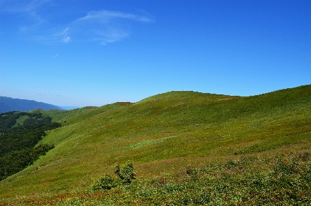 Landscape nature forest grass Photo