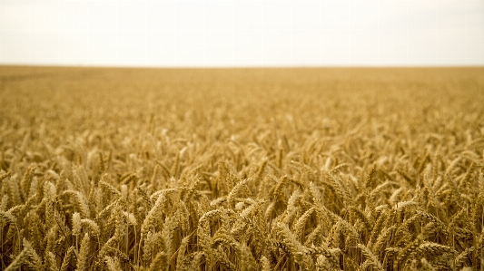 Landscape grass open plant Photo