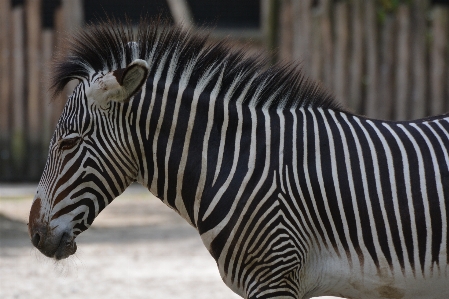 Foto Animal animais selvagens jardim zoológico mamífero