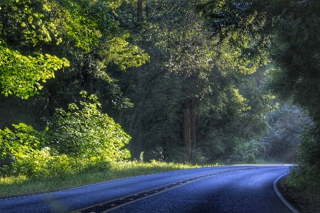 Landscape tree nature forest Photo