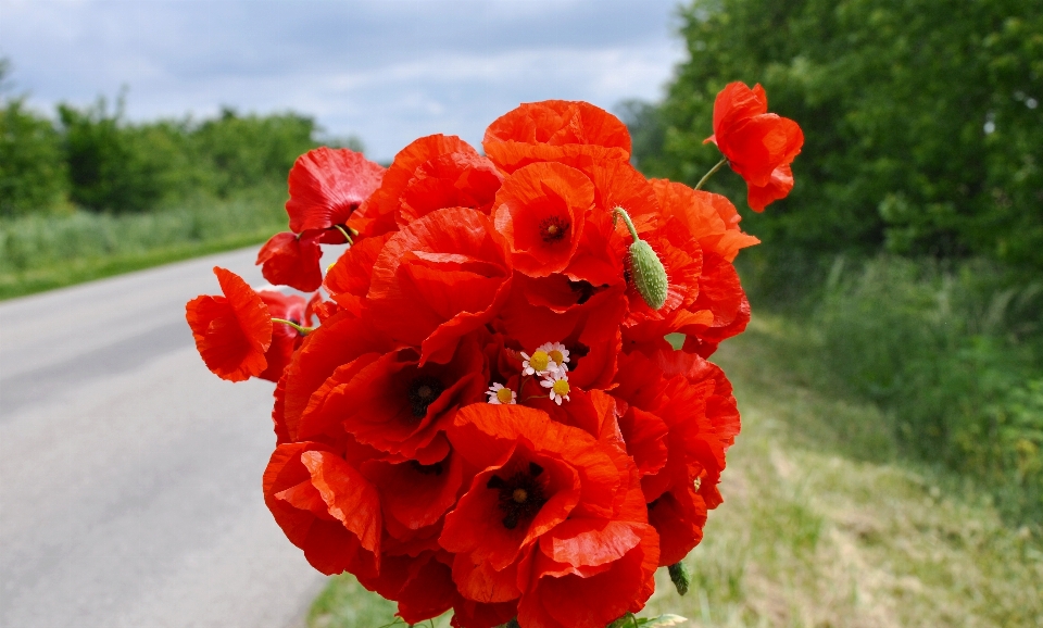 Blüte anlage blume blütenblatt