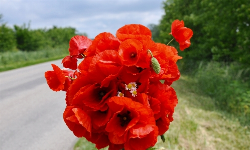 Blossom plant flower petal Photo