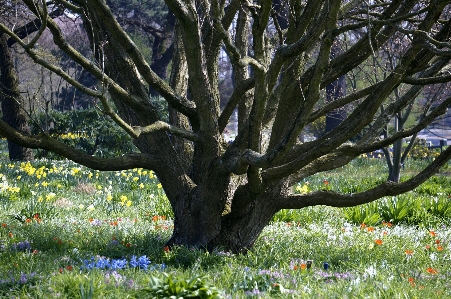 Baum gras zweig blüte Foto