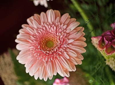 Plant flower petal summer Photo