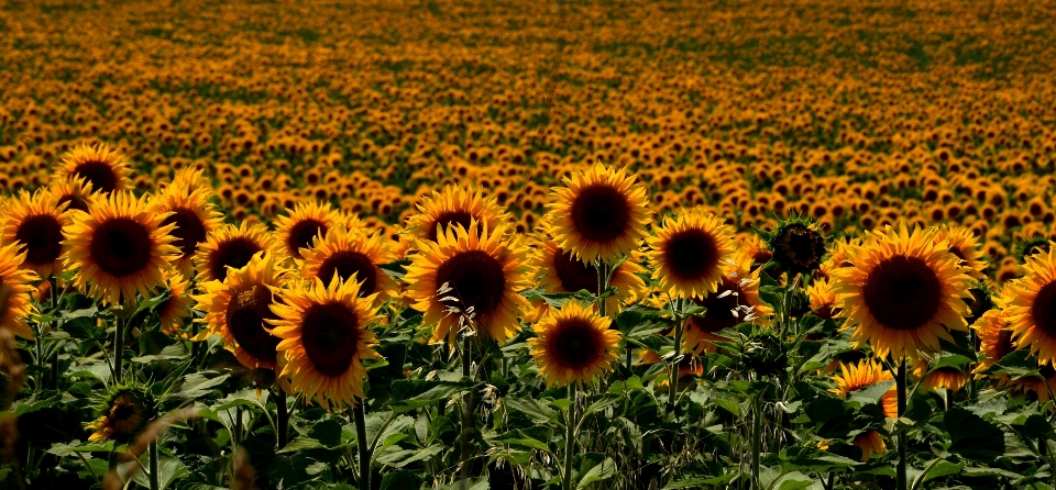 Plantar campo prado
 pradaria
