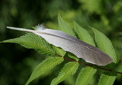 Photo Nature herbe oiseau aile