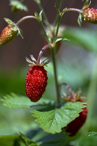 Natur zweig blüte anlage Foto