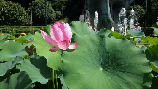 Plant leaf flower petal Photo