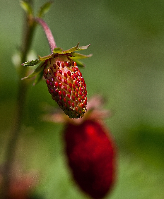 Natura fiore pianta fotografia