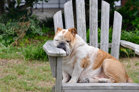 Foto Cucciolo cane animale canino
