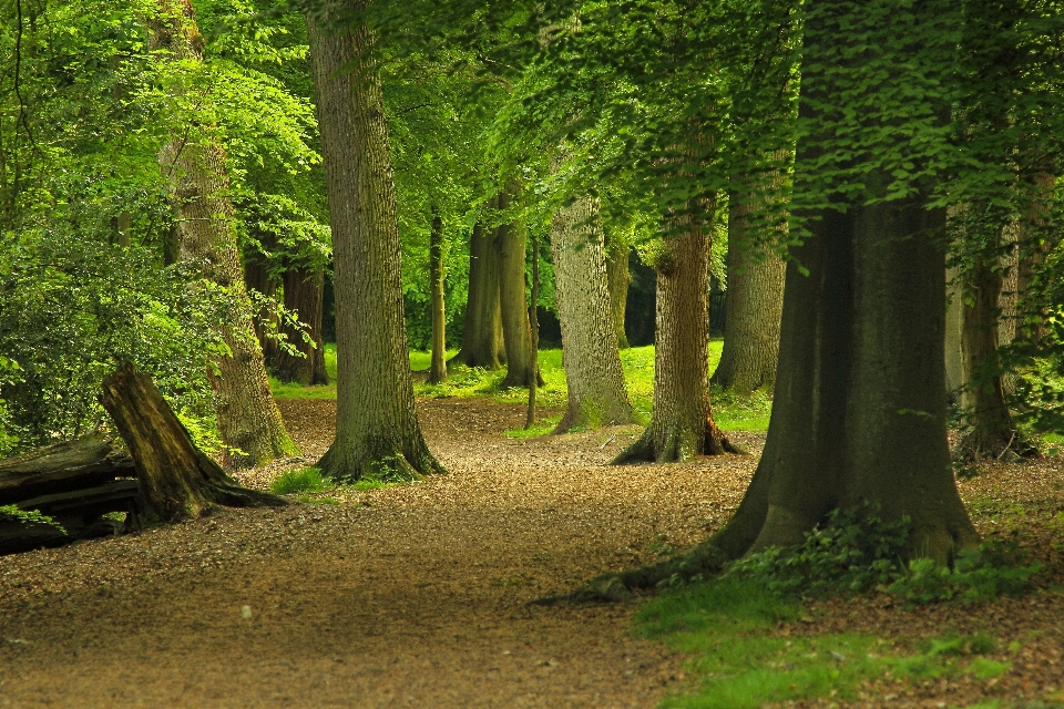 Baum natur wald anlage