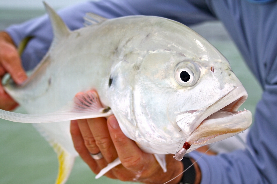 Costa oceano pesca pescare