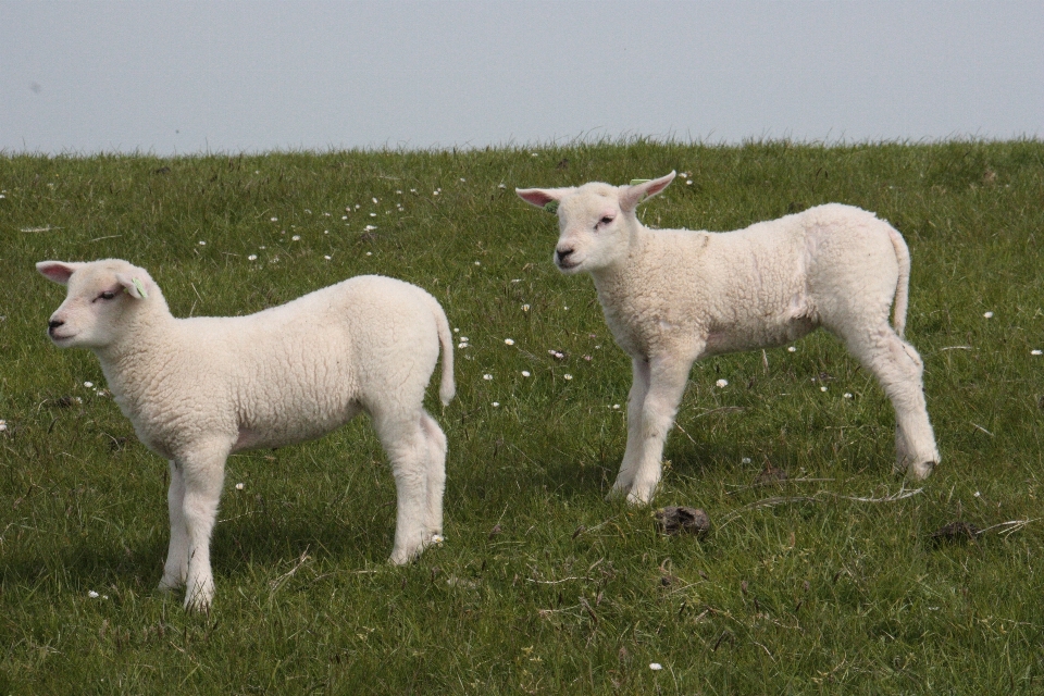 Herbe troupeau pâturage
 mouton