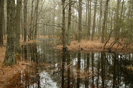 Tree water nature forest Photo