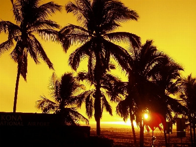 Landscape coast tree ocean Photo