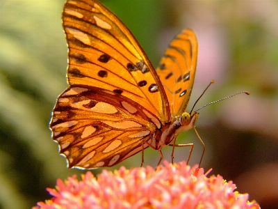 自然 写真撮影 花 花弁 写真